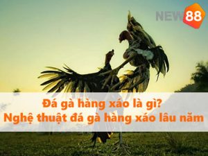 Đá gà hàng xáo là gì? Nghệ thuật đá gà hàng xáo lâu năm