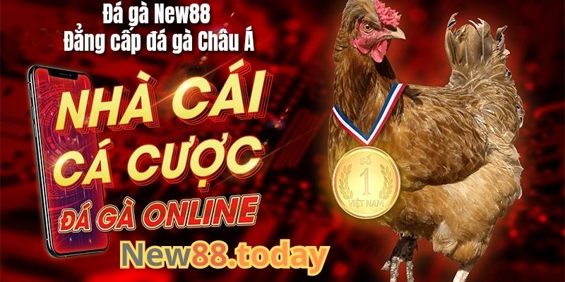 Tổng quan về nhà cái đá gà NEW88 Tổng quan về nhà cái đá gà NEW88