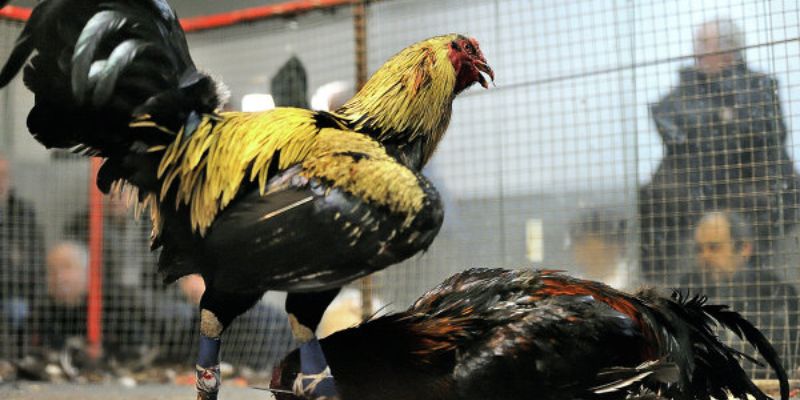 Tổng hợp đá gà Campuchia Tổng hợp đá gà Campuchia